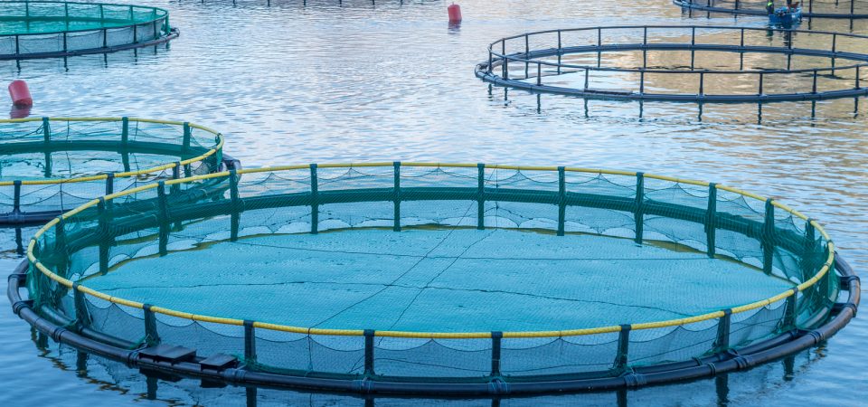 Everything You Need to Know on Aquaculture