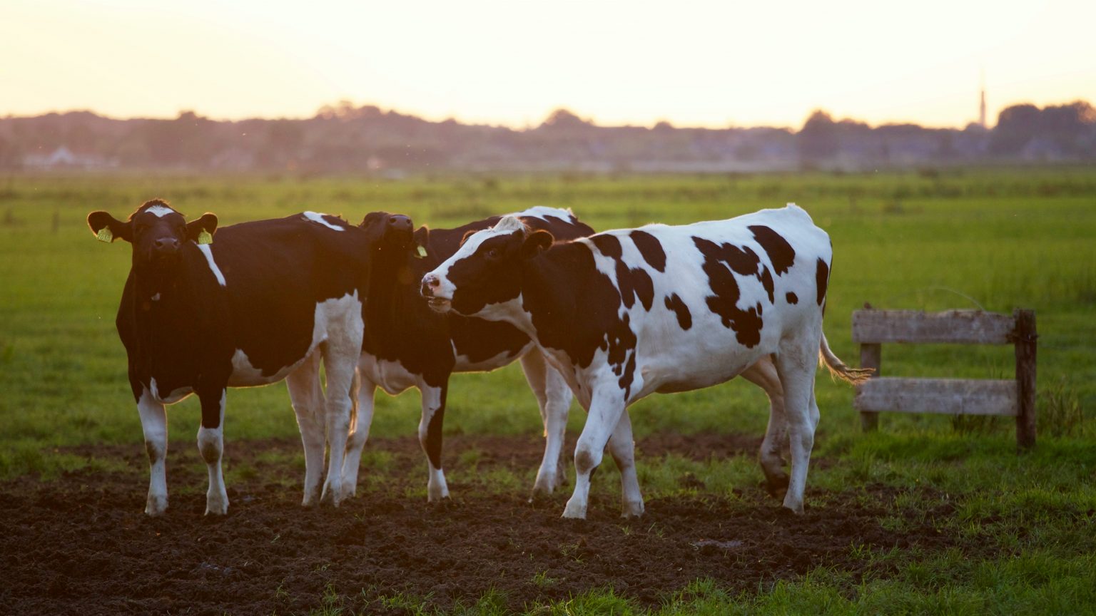 best-livestock-to-raise-on-a-farm-agripinoy