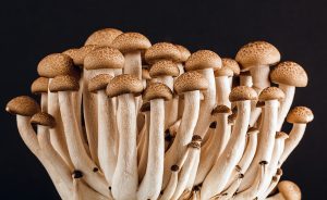How to Grow Mushrooms at Home
