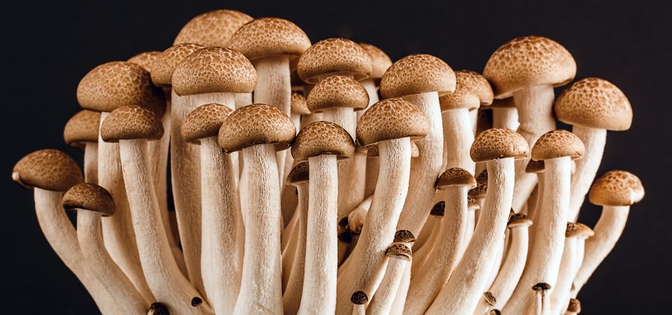 How to Grow Mushrooms at Home