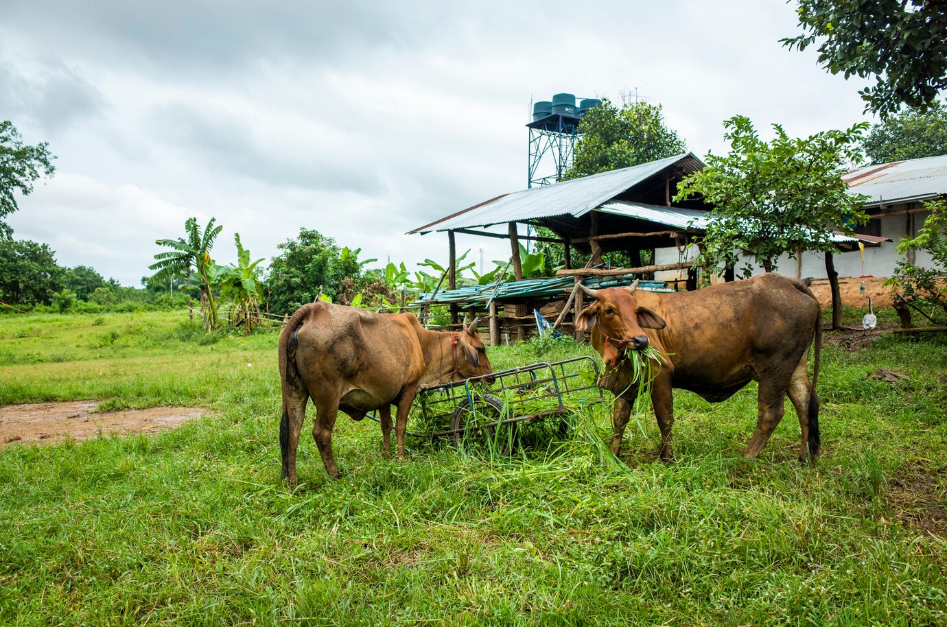 Livestock Farming Success